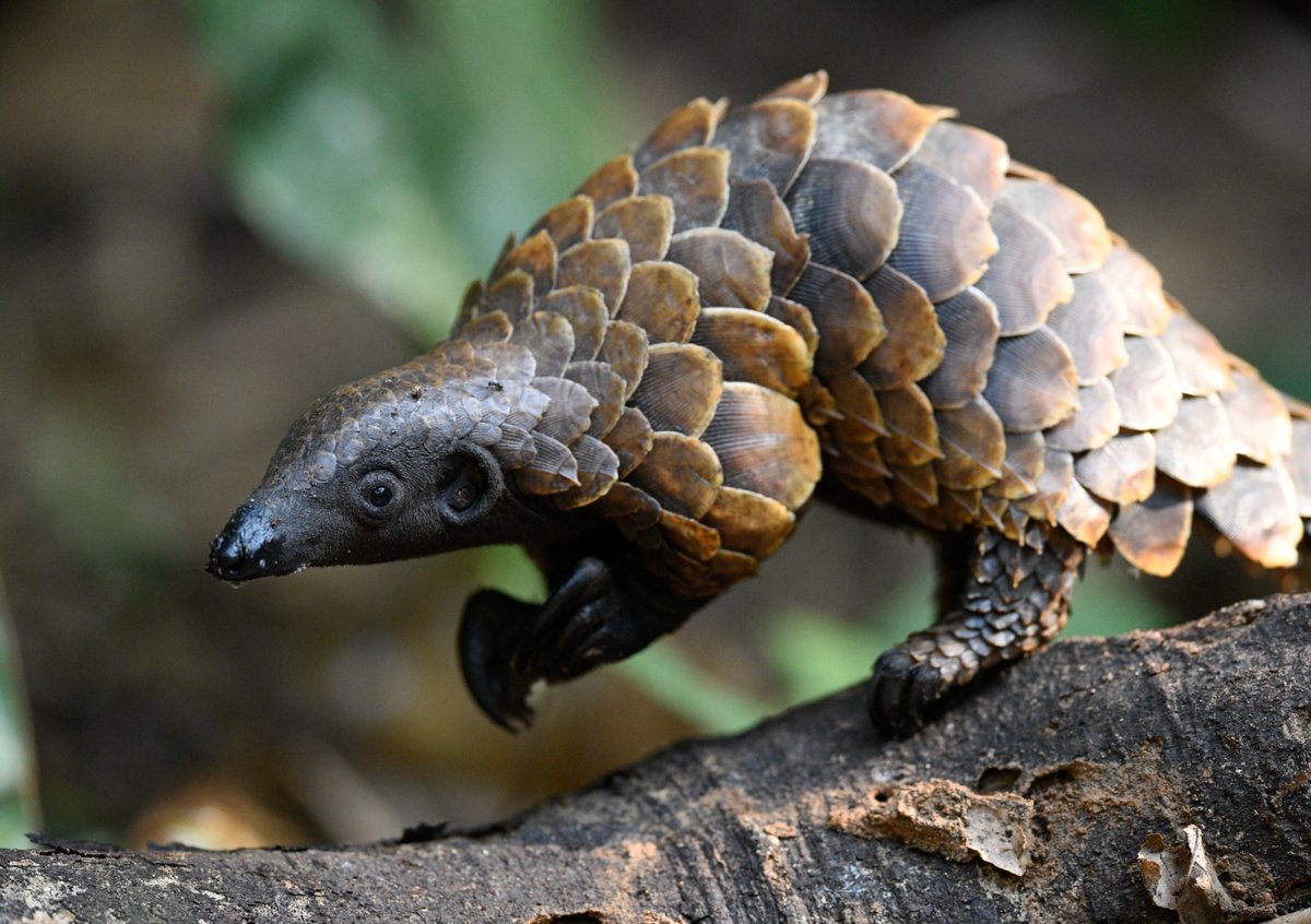 PangolinCrisis's tweet photo. Which pangolin species is the smallest?
The Black-Bellied Pangolin!
On average, it weighs about 2kg (less than 5lbs!).
Besides its size, this species is set apart by its extra-long tail and its dark scales that fade to a beautiful golden ochre at the tips. 

Pc: Alexander Ley https://t.co/b1So8stFc9