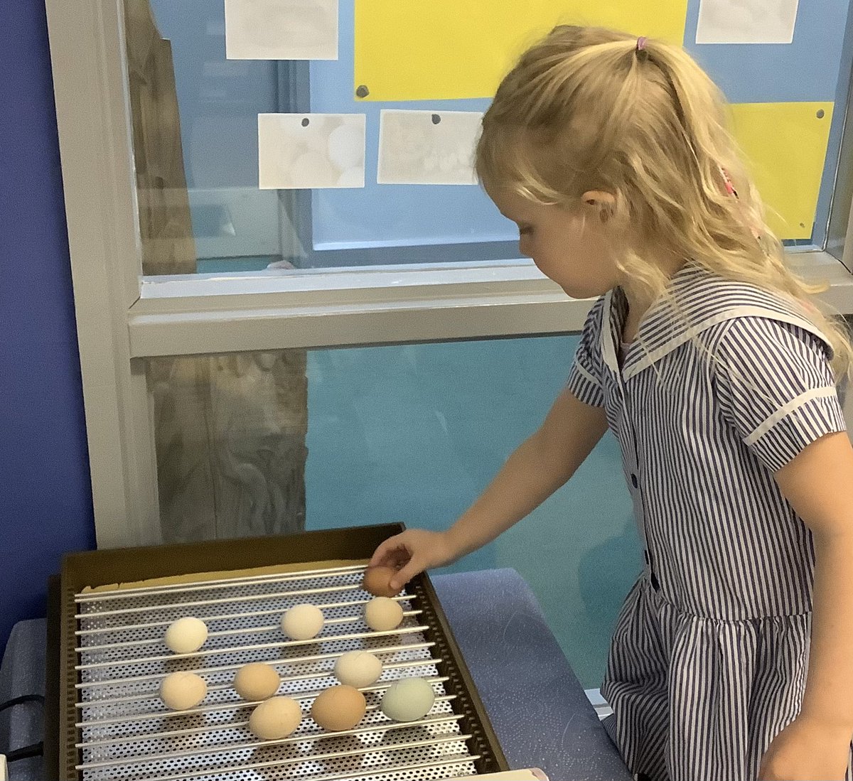 MPS_PrePrep's tweet photo. The children in Pre-Prep are really really excited. We have decided to hatch some Bantam eggs. Watch this space 🐣 🐣🐣@MillfieldPrep #DiscoverBrilliance #TheMillfieldWay https://t.co/qIzprp9Ap8