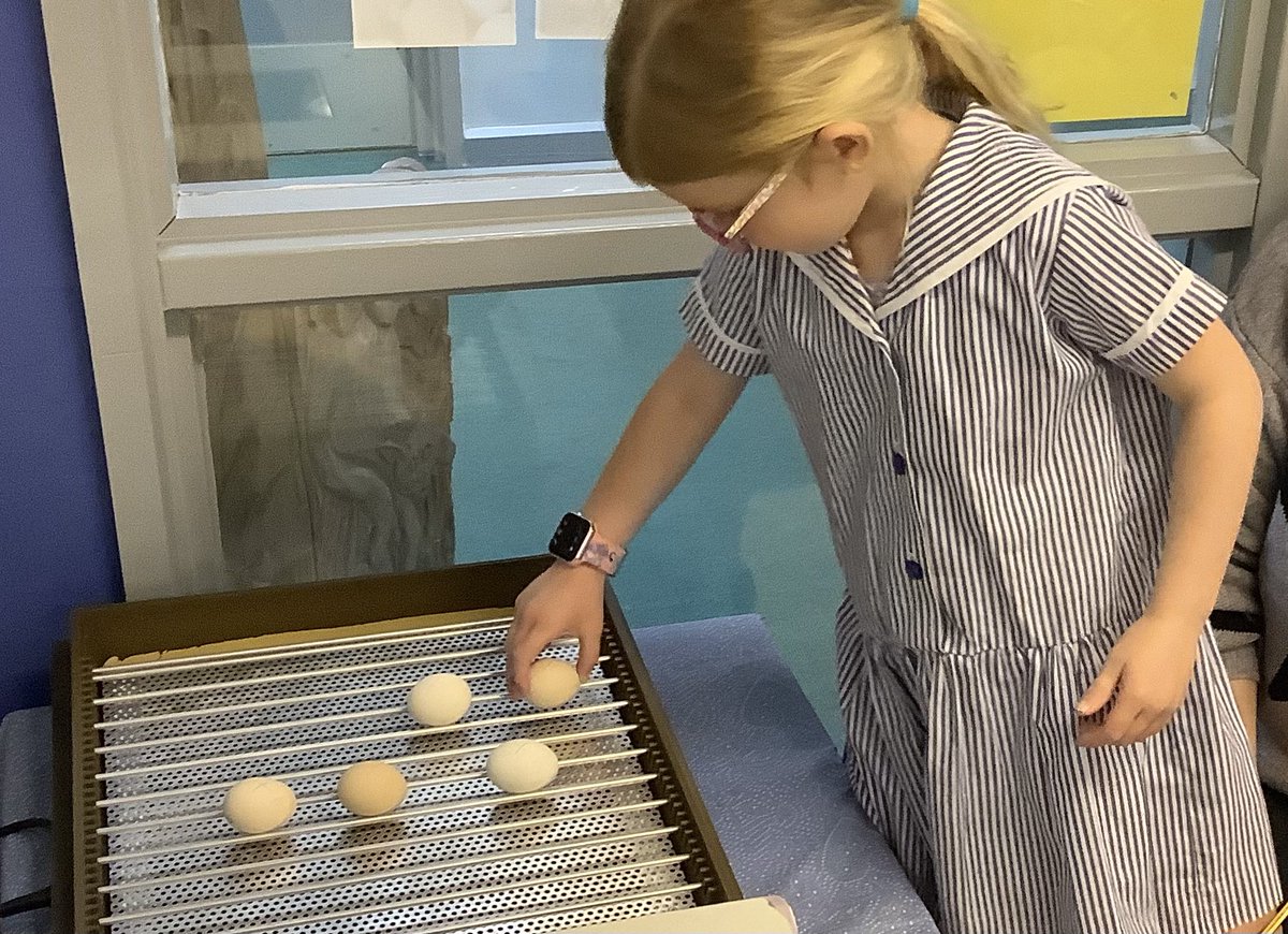 MPS_PrePrep's tweet photo. The children in Pre-Prep are really really excited. We have decided to hatch some Bantam eggs. Watch this space 🐣 🐣🐣@MillfieldPrep #DiscoverBrilliance #TheMillfieldWay https://t.co/qIzprp9Ap8