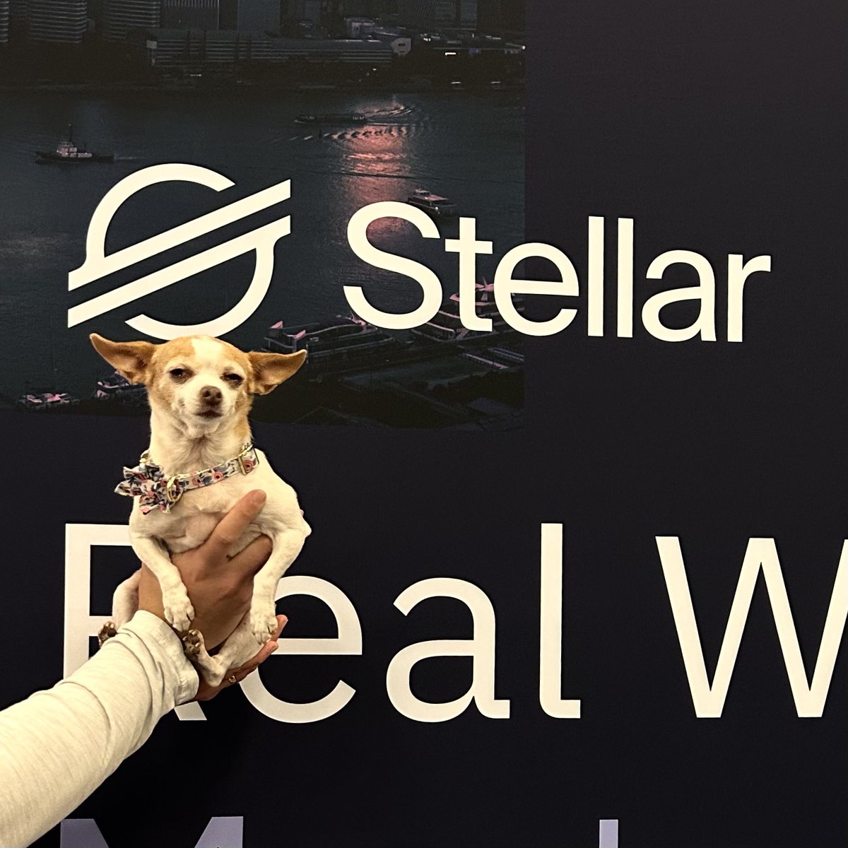 StellarOrg's tweet photo. To everyone who gave us this look after we ran out of merch on day 1 — we’ll make it up to you, promise. #Consensus2023 https://t.co/AOgDcxvHzf