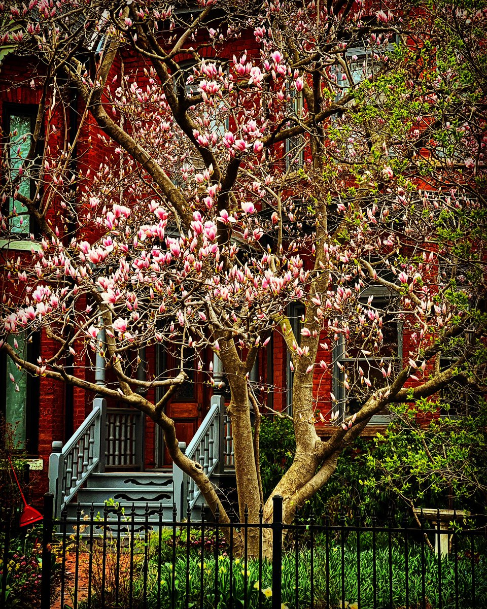 MarinaPiccioni's tweet photo. A photo a day for 2023
114 - 365

#cherryblossom #sakura #spring #japan #flowers #nature #cherryblossoms #photography #cherry #love #pink #blossom #art #thevamps #naturephotography #kirschbl #flower #riverdale #connorball #jamesmcvey #tristanevans #travel #photooftheday https://t.co/A7VJF6VUl3