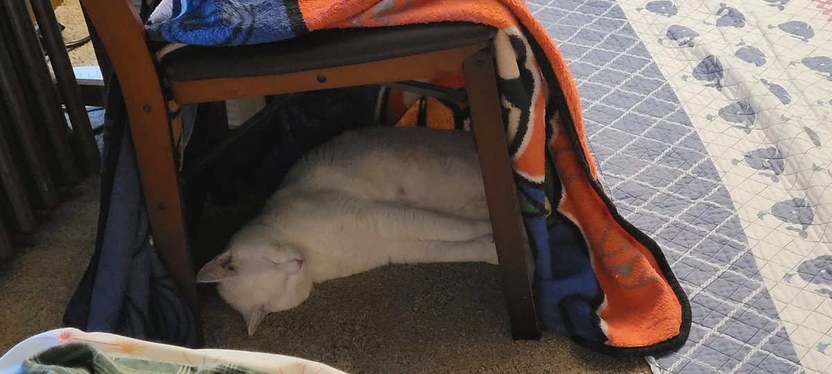 SaltyKittyCat's tweet photo. #meow #cat #cats #kitten #kittens #kitty #kittys #sleep #sleepy #sleeping #saltycat https://t.co/BJlwPgLphq