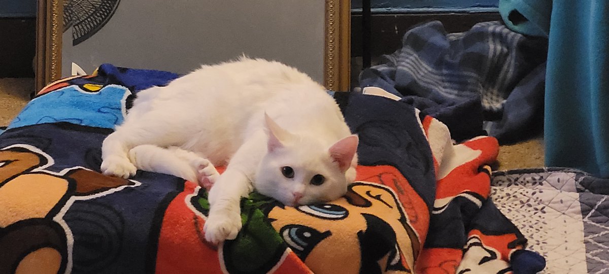 SaltyKittyCat's tweet photo. #meow #cat #cats #kitten #kittens #kitty #kittys #sleep #sleepy #sleeping #saltycat https://t.co/R86Qne5Qt1