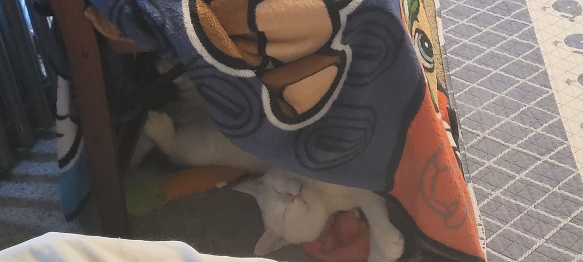 SaltyKittyCat's tweet photo. #meow #cat #cats #kitten #kittens #kitty #kittys #sleep #sleepy #sleeping #saltycat https://t.co/R86Qne5Qt1