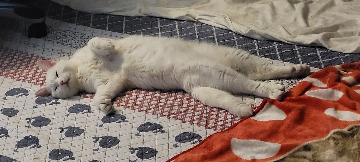 SaltyKittyCat's tweet photo. #meow #cat #cats #kitten #kittens #kitty #kittys #sleep #sleepy #sleeping #saltycat https://t.co/FTr5m0dbQk