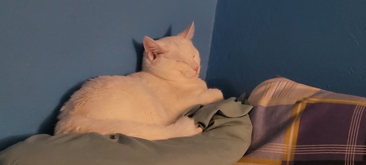 SaltyKittyCat's tweet photo. #meow #cat #cats #kitten #kittens #kitty #kittys #sleep #sleepy #sleeping #saltycat https://t.co/FTr5m0dbQk