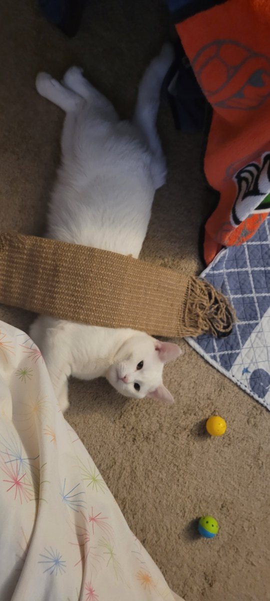 SaltyKittyCat's tweet photo. #meow #cat #cats #kitten #kittens #kitty #kittys #sleep #sleepy #sleeping #saltycat https://t.co/6tcIe07C6R