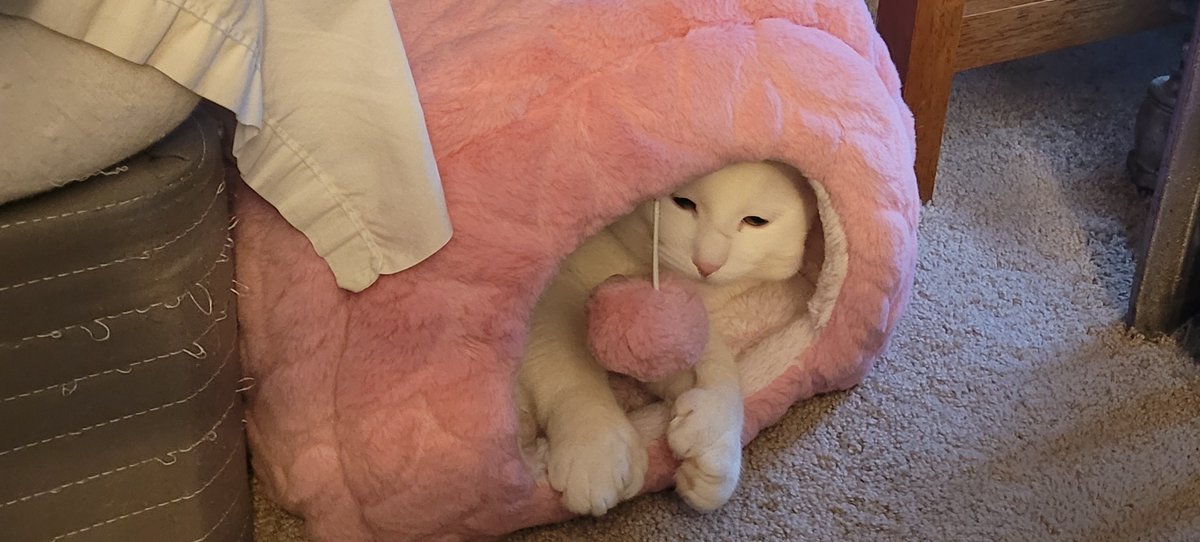 SaltyKittyCat's tweet photo. #meow #cat #cats #kitten #kittens #kitty #kittys #sleep #sleepy #sleeping #saltycat https://t.co/6tcIe07C6R