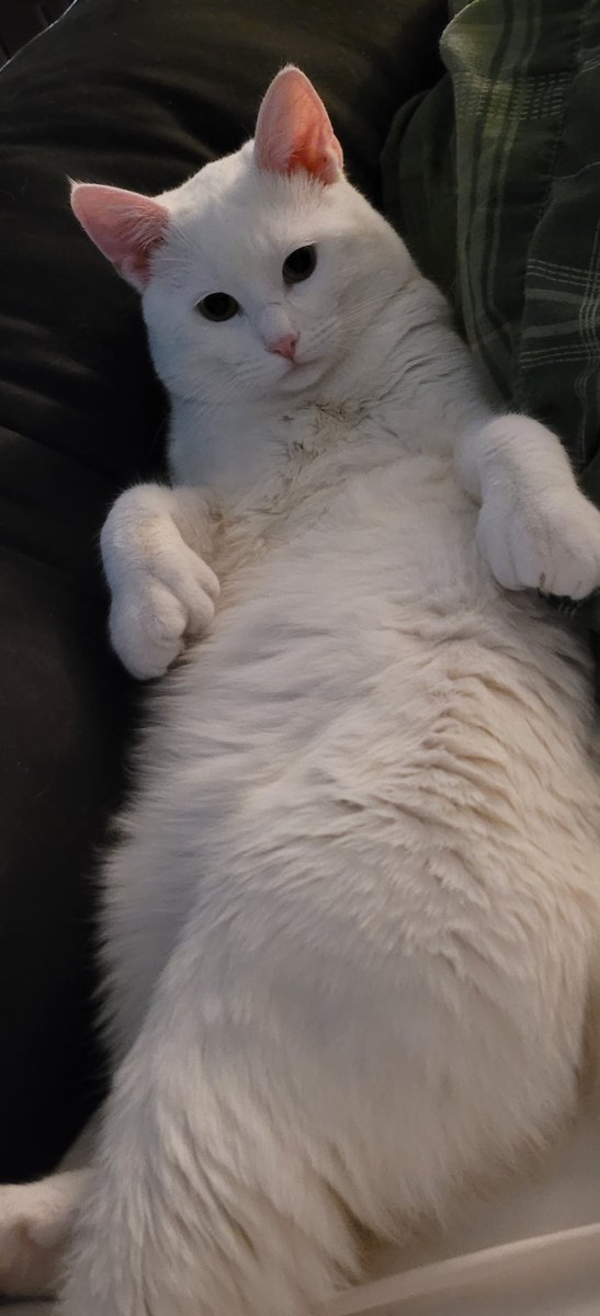 SaltyKittyCat's tweet photo. #meow #cat #cats #kitten #kittens #kitty #kittys #sleep #sleepy #sleeping #saltycat https://t.co/6tcIe07C6R