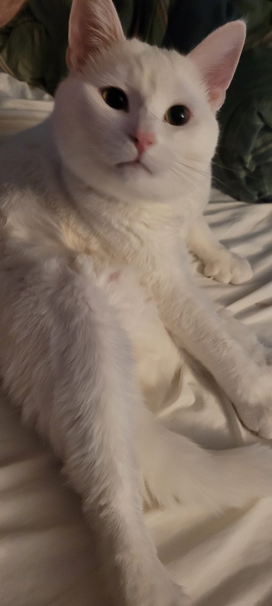SaltyKittyCat's tweet photo. #meow #cat #cats #kitten #kittens #kitty #kittys #sleep #sleepy #sleeping #saltycat https://t.co/z5XCNiZmcG