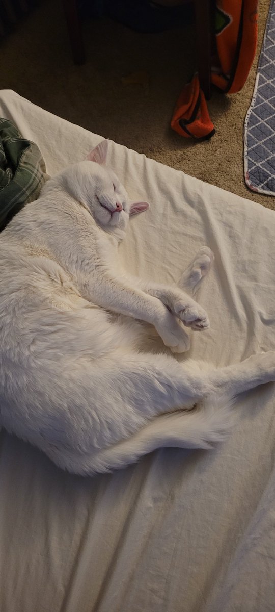 SaltyKittyCat's tweet photo. #meow #cat #cats #kitten #kittens #kitty #kittys #sleep #sleepy #sleeping #saltycat https://t.co/z5XCNiZmcG