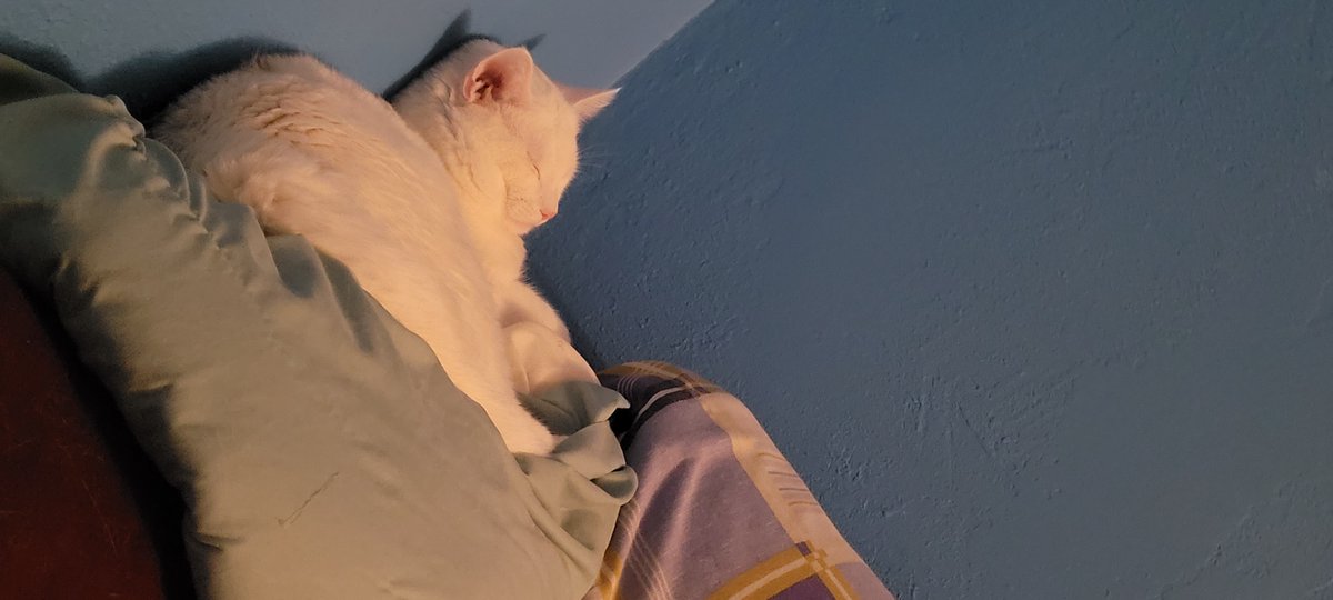 SaltyKittyCat's tweet photo. #meow #cat #cats #kitten #kittens #kitty #kittys #sleep #sleepy #sleeping #saltycat https://t.co/z5XCNiZmcG