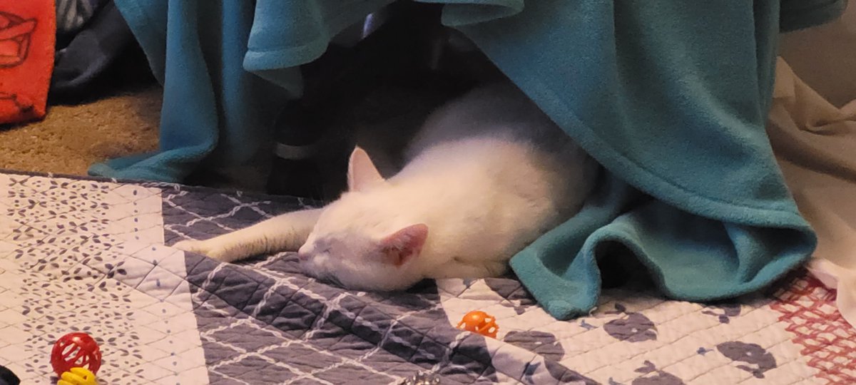 SaltyKittyCat's tweet photo. #meow #cat #cats #kitten #kittens #kitty #kittys #sleep #sleepy #sleeping #saltycat https://t.co/leWZ13r8Op