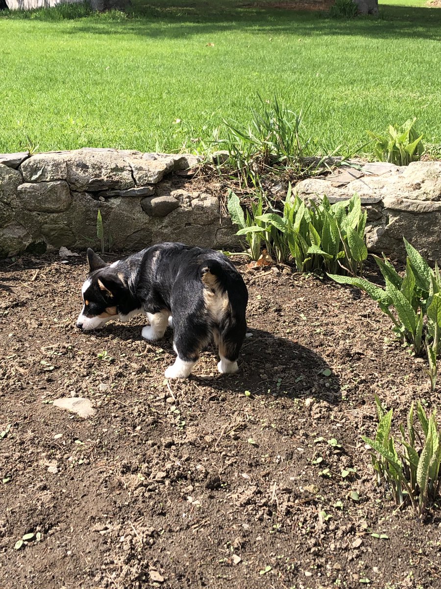 The comfrey patch in the old silo is coming back beautifully, and has been Lily approved 🐾🌱#plantsheal #puppylife