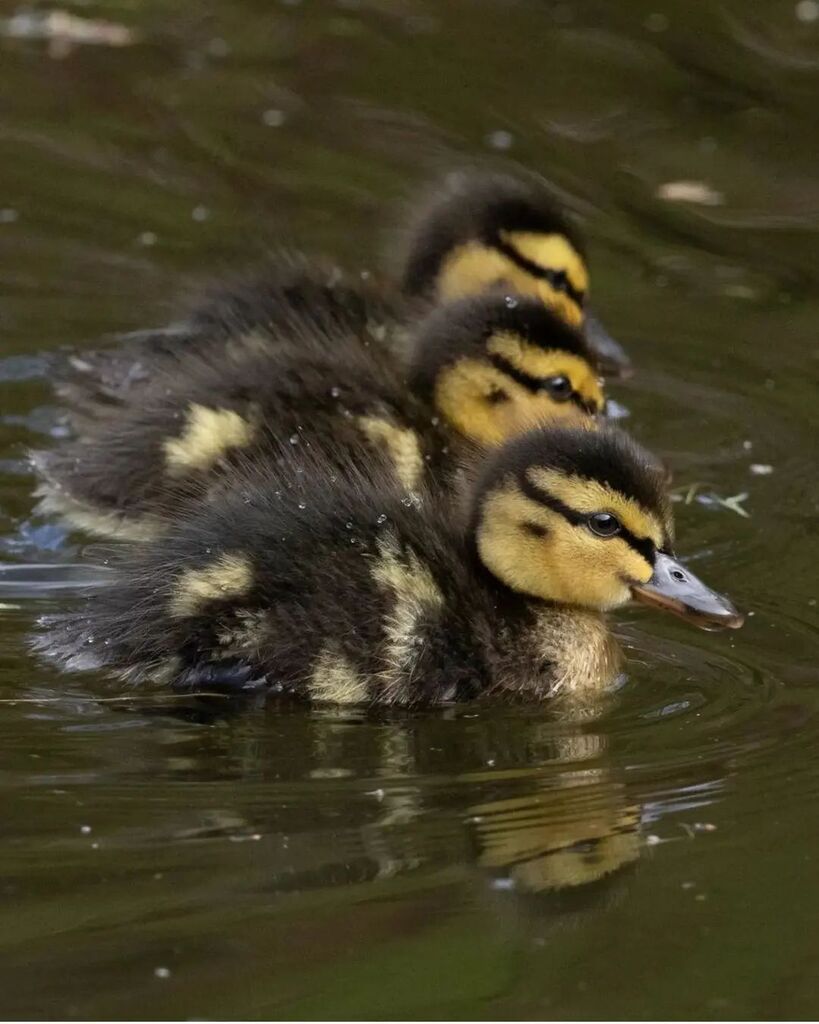 IgersYorkshire's tweet photo. FEATURE OF THE DAY 💫🌟
———————————————— 
Ducklings in a row ❤️
————————————————
Photo posted by: @rjleighphotography
Location: Armley
Featured by: 🍄 @yorkshire_brew Tanya
————————————————
Use Hashtag #igersyorkshire
————————————————
To be part of the … https://t.co/nH5NF4WGqS https://t.co/j4IaX8AEIc