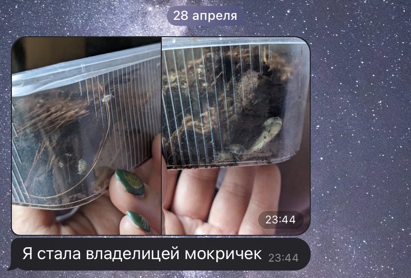 moltenlight04's tweet photo. 23:44
У меня есть подруга, мы редко общаемся, но она вот рандомно может просто прислать мне мокриц, чтобы я порадовалась с ней)0
И я, правда, за неё рада)) https://t.co/PXv5kgwwDV