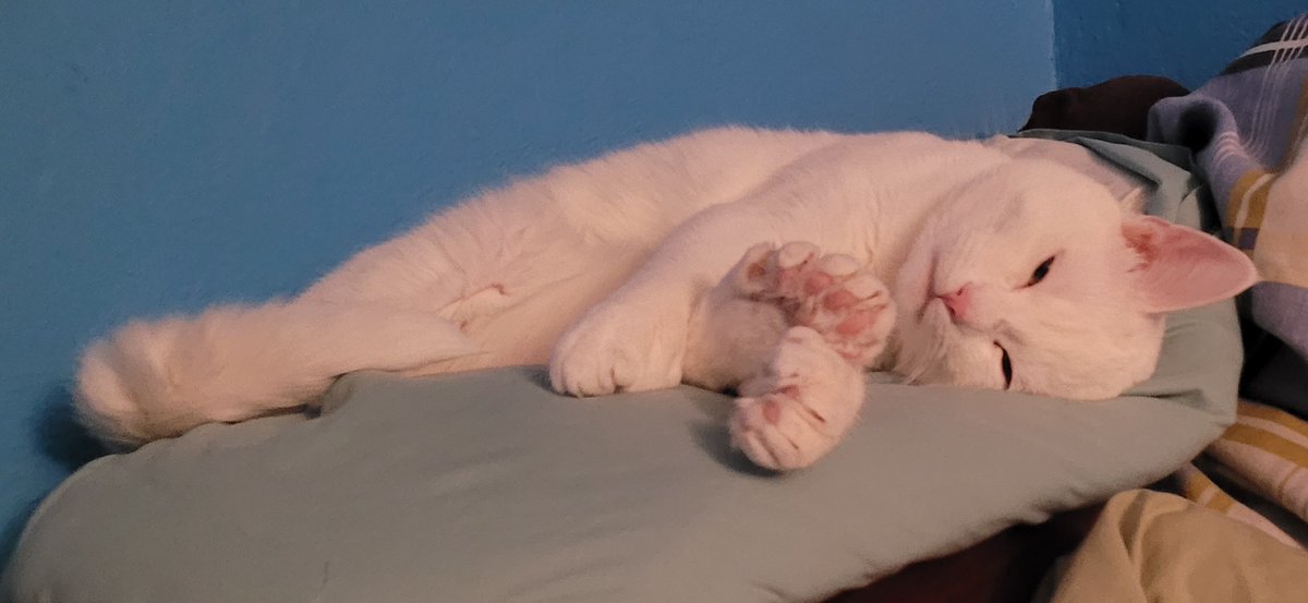 SaltyKittyCat's tweet photo. #meow #cat #cats #kitten #kittens #kitty #kittys #sleep #sleepy #sleeping #saltycat https://t.co/2aUPJ8hxXZ