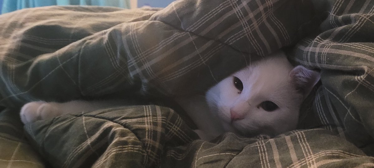 SaltyKittyCat's tweet photo. #meow #cat #cats #kitten #kittens #kitty #kittys #sleep #sleepy #sleeping #saltycat https://t.co/2aUPJ8hxXZ