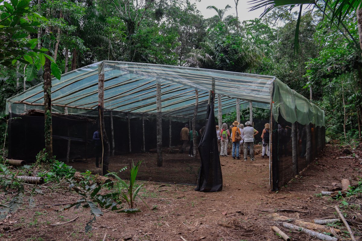 udapt_oficial's tweet photo. #AmazoníaEcuatoriana
📌 COOPERANTES EN LA AMAZONÍA
#Activistas ambientales de varias regiones de España, APY “Solidaridad en Acción”, llegaron a Sucumbíos, y visitaron las comunidades, los huertos orgánicos y sistemas de agua lluvia, en la provincia de Orellana y Sucumbíos #UDAPT https://t.co/jbRPVRSCjT