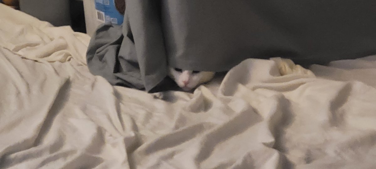 SaltyKittyCat's tweet photo. #meow #cat #cats #kitten #kittens #kitty #kittys #sleep #sleepy #sleeping #saltycat https://t.co/Rsfg0VnbI4