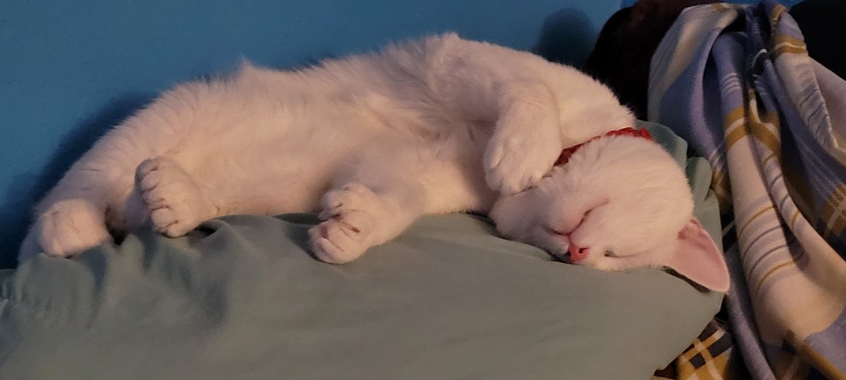 SaltyKittyCat's tweet photo. #meow #cat #cats #kitten #kittens #kitty #kittys #sleep #sleepy #sleeping #saltycat https://t.co/Rsfg0VnbI4