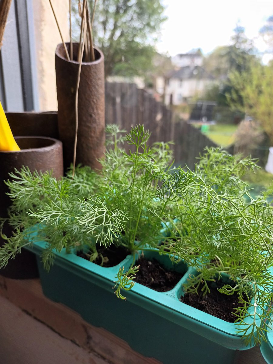 ClydesideGarden's tweet photo. MAY DAY Planting Afternoon | Mon 1 May | 1-3pm
Our scentless mayweed seedlings are big enough to be repotted! Join us on site this May Day bank holiday - Meadowbank Quay, Glasgow Harbour. 
Part of @glasgowcc River Activation Programme // @tnlcommunityfund Together for Our Planet https://t.co/5H0dx6He23