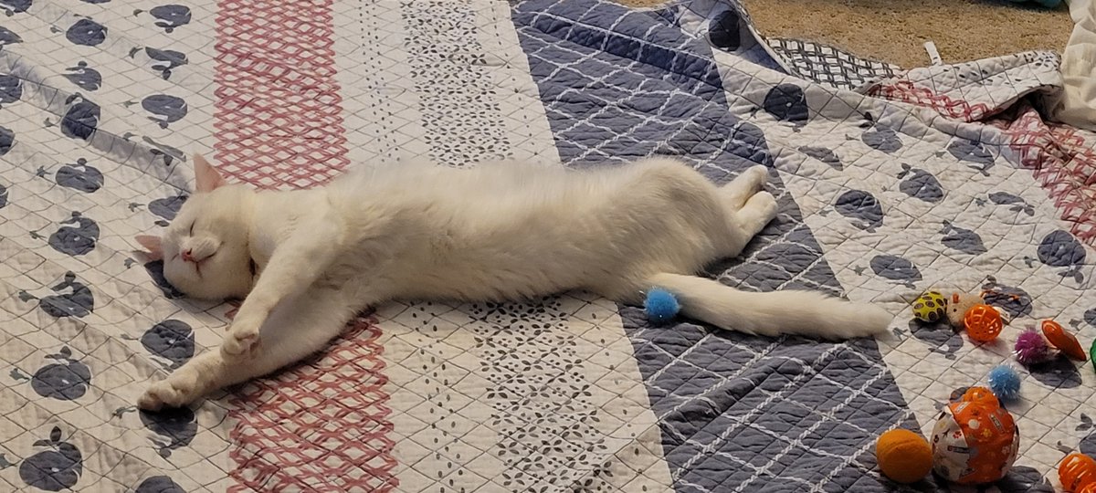 SaltyKittyCat's tweet photo. #meow #cat #cats #kitten #kittens #kitty #kittys #sleep #sleepy #sleeping #saltycat https://t.co/3el2JEAMaU