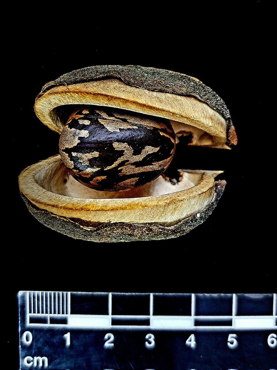"Rubber seed"
Hevea brasiliensis (Willd. ex A.Juss.) Müll.Arg. [Euphorbiaceae]

SEED BANK - Rio de Janeiro Botanical Garden - Brazil