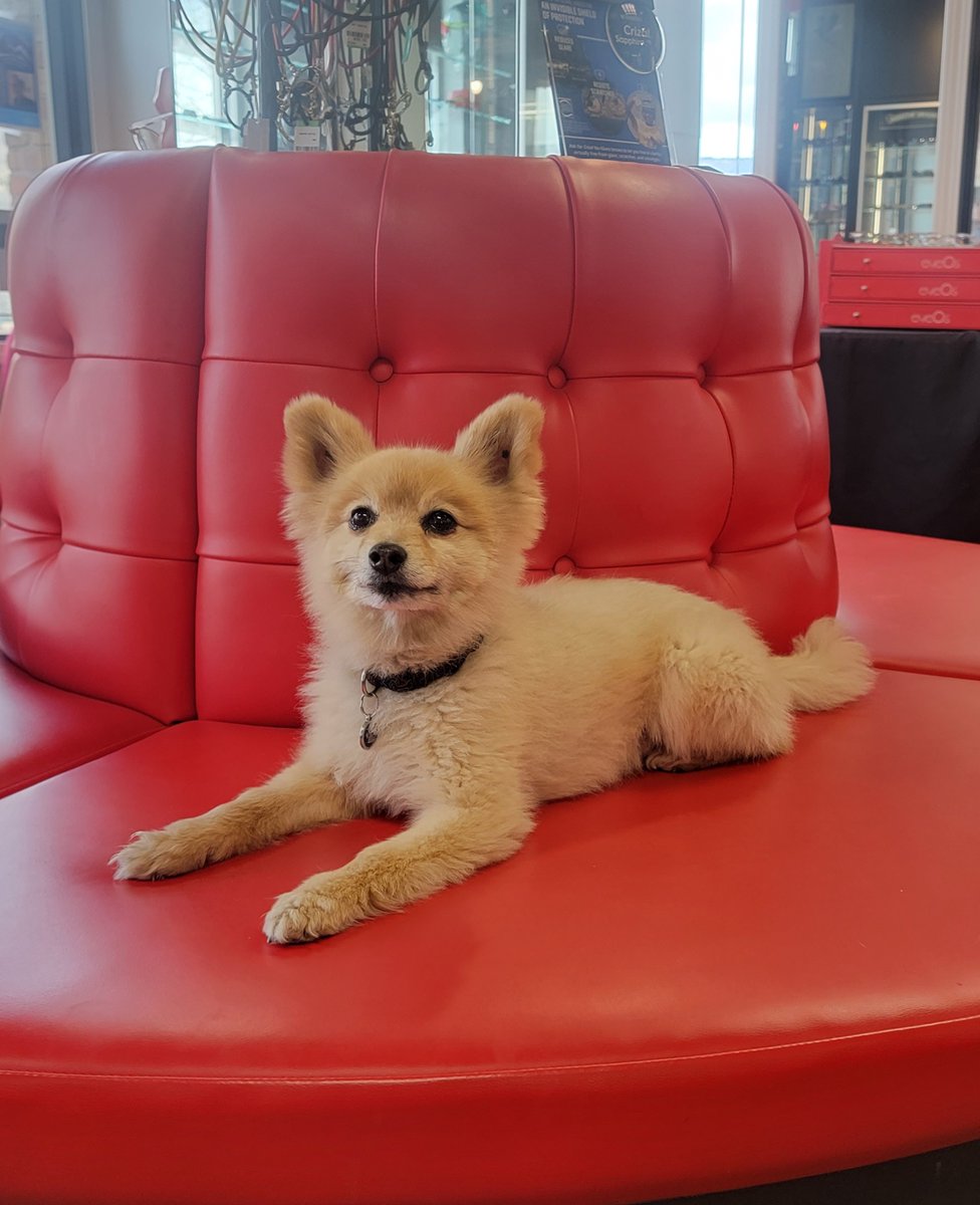 EyePieces1984's tweet photo. Our favorite VIP client Marlou 🐾  #VeryImportantPuppy https://t.co/QLbMeYcDcf