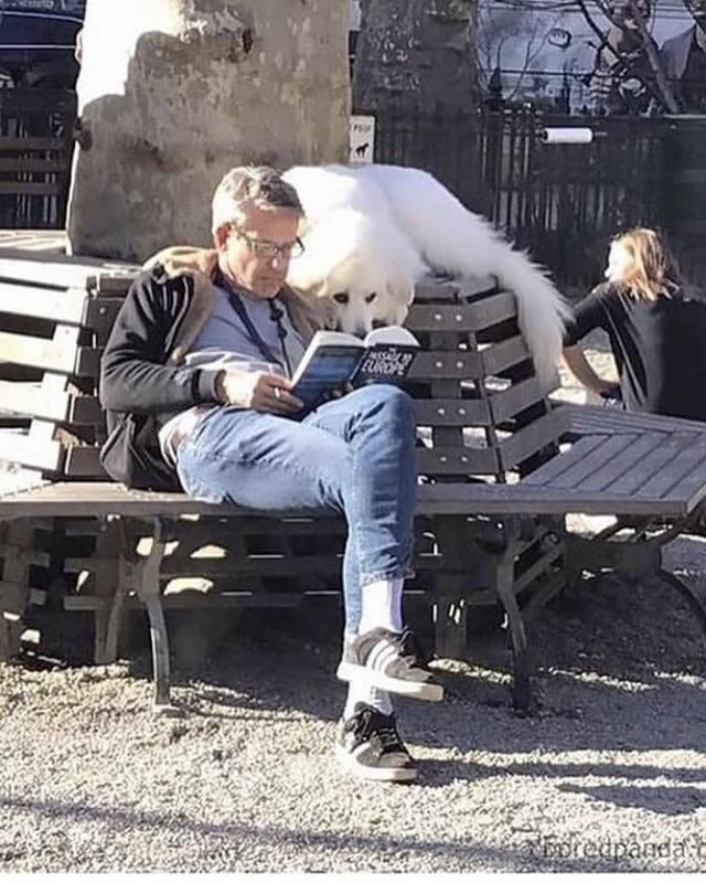 _B___S's tweet photo. When all the other dogs were playing in the park, he stayed behind and read a book with his human https://t.co/o4gVPL1zfY