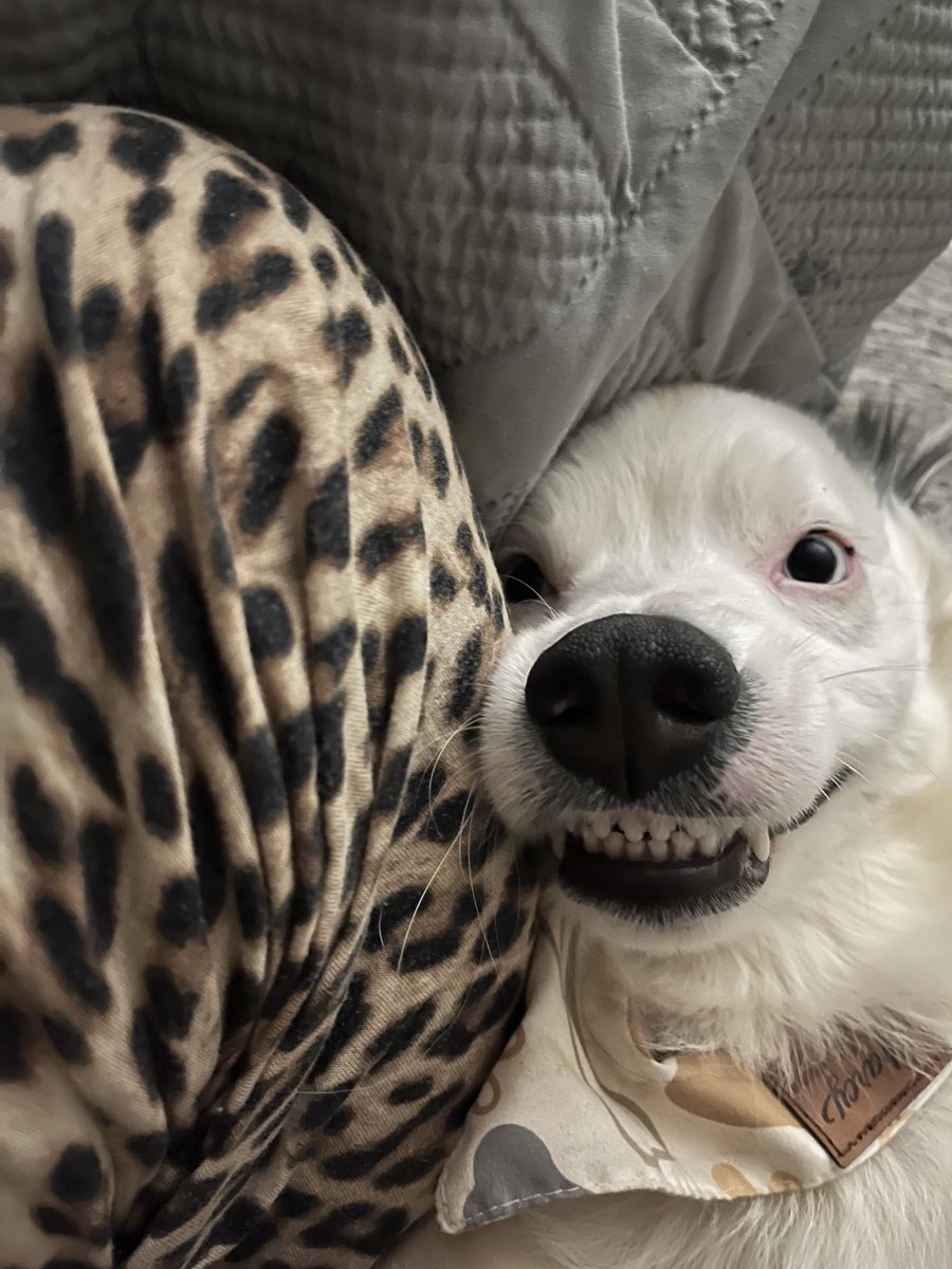 mar_acpc's tweet photo. @eivorerin my dog, Bee 🥹 https://t.co/OhdIZgKNnD