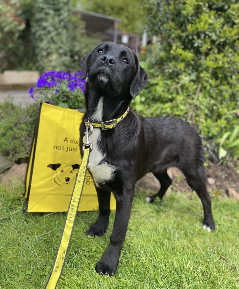 DT_Cumbria's tweet photo. ๐ฅ Fury ๐ฅ undisputed champion of boxer x Labrador litter. #FUREVERHOME found!
#gypsyking #tysonfury #boxercross #labradorcross #boxerdoglover #Cumbria @Tyson_Fury @DT_VIPsuppawt @DogsTrust https://t.co/eEBZrpriVh