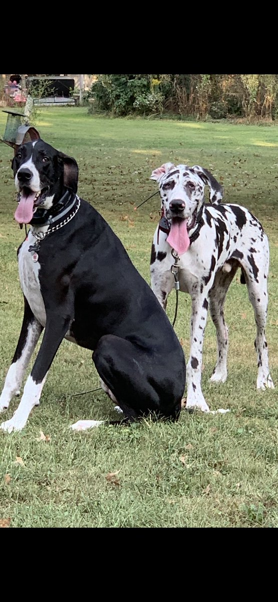 tammyhoffman18's tweet photo. Scooby Doo and Samson say to have an excellent weekend from Ohio 💜🤩👋✌️🙏🏻💗 my boys #greatdane #danelife https://t.co/KdJgVZ6lLA