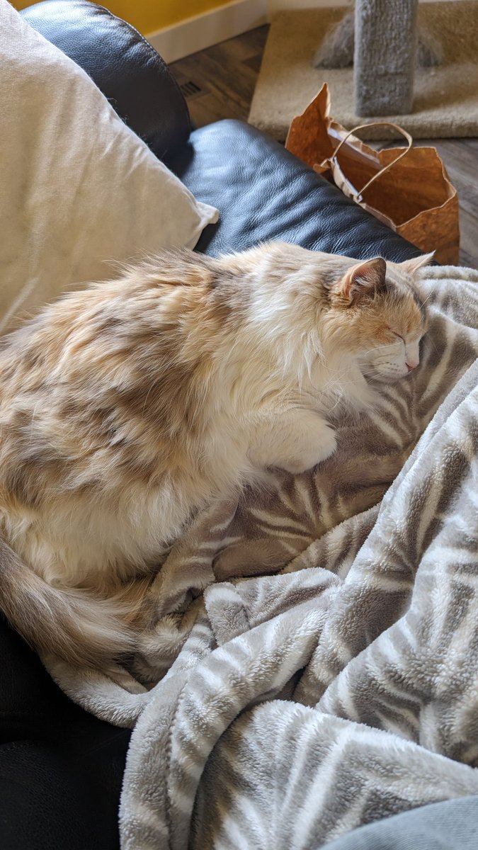 saltzquad's tweet photo. @get_inflow Ladies and gentlemen...Sophie https://t.co/zNtTNMAUHU