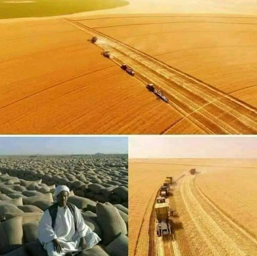 هل تعلم
أن أفضل ارض صالحة للزراعة على وجه الارض هي ارض السودان لكن لسوء الحظ تتم زراعة 2% فقط من مساحة الأرض الصالحة للزراعة و التي تبلغ 175 مليون فدان (71 مليون هكتار تقريباً) نسبة لقلة الإمكانيات المالية وايضا هي خطة دولية معتمدة لضرب اقتصادها وعدم السماح لاستخدام خيراتها