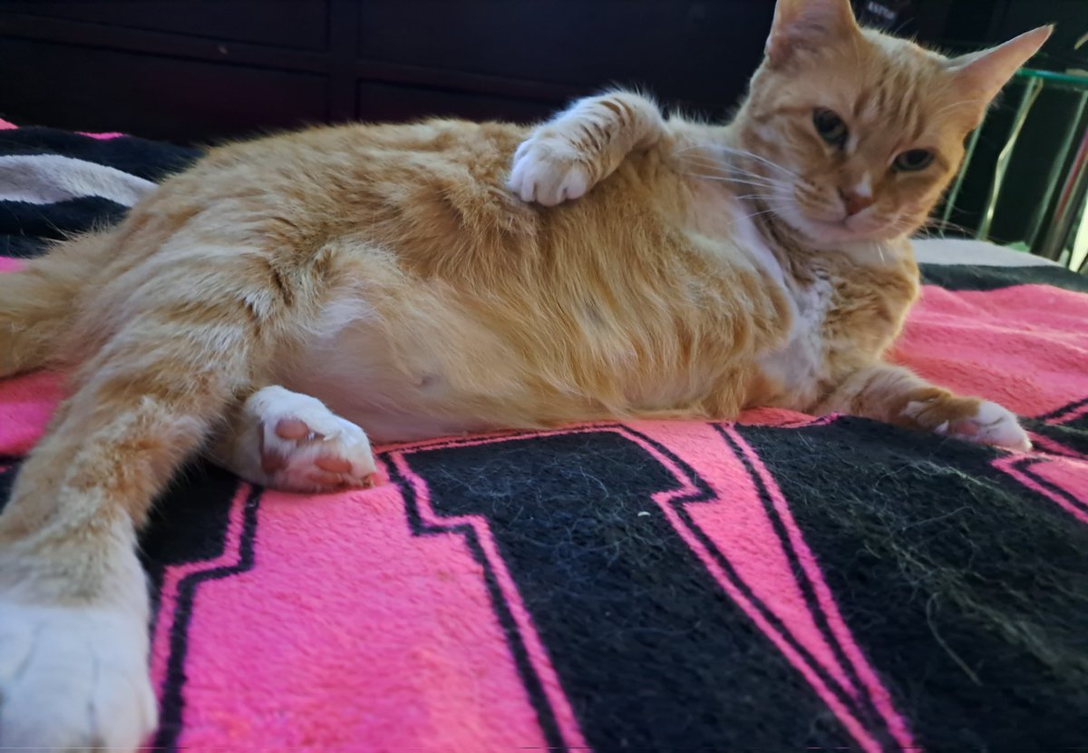 Laid back ..RELAXING. full blown busted out a model Pose just for the cam bahahhab..she's a triiiip !! 
OGDOUBLEPUSS #pusspuss #orangekittys #cats #coolcats #coolanimals #catsphotos #laidout #bigchillin #chillkittycat