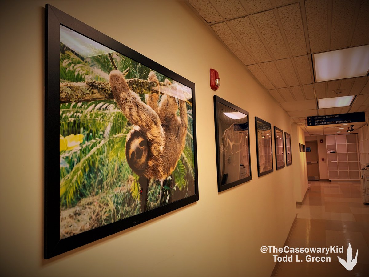 TheCassowaryKid's tweet photo. The @NYITAnatomy department floor has continued its makeover with some new research photographs for the hallways. I may have gotten my grubby little #cassowary hands in on the action....
#IveGotAFever
#AndTheOnlyPrescriptionIsMoreCassowary https://t.co/XsC2nvfIRm