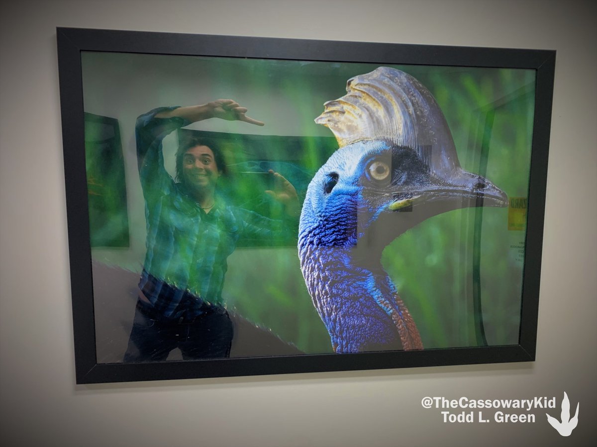 TheCassowaryKid's tweet photo. The @NYITAnatomy department floor has continued its makeover with some new research photographs for the hallways. I may have gotten my grubby little #cassowary hands in on the action....
#IveGotAFever
#AndTheOnlyPrescriptionIsMoreCassowary https://t.co/XsC2nvfIRm