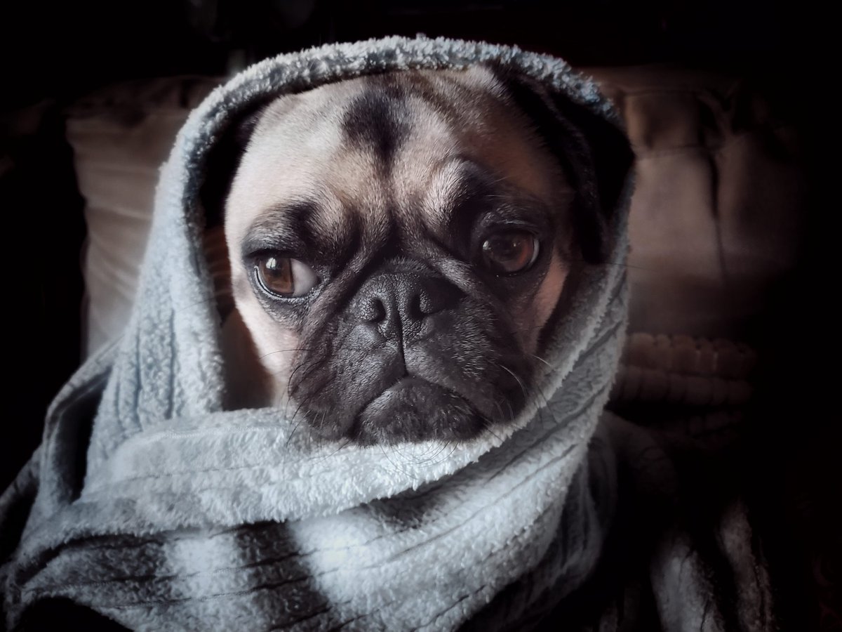 The_Pugess's tweet photo. This is our most hungry hour. 
Help me, Obi-Wan Kenobi. 
You have my only snack.

🌌🪐✨✨⚪✨🌌

#geminipug 
#starwarsfan 
#MayThe4thBeWithYou https://t.co/XIbvkCEbSY