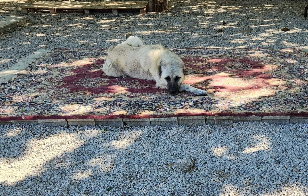 UnluNevra's tweet photo. Kullanmadığınız salon halısı varsa talibim..Hiç halimiz kalmadı..4 adet lazim..Benim gelip alma şansım yok..Varsa eğer ulaştırırsaniz çok sevinirim.. https://t.co/ncKnC4monn