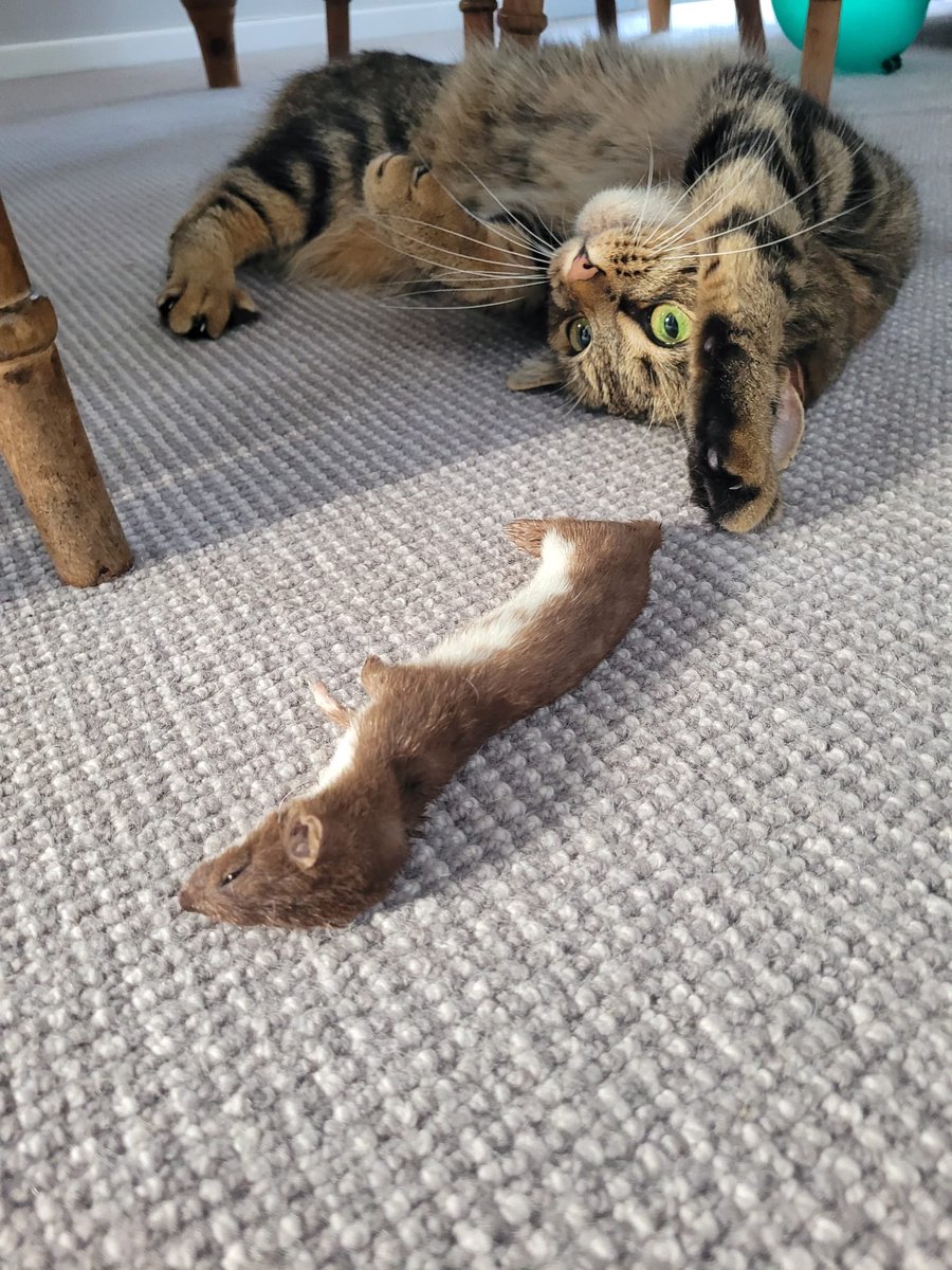 Look what the cat dragged in