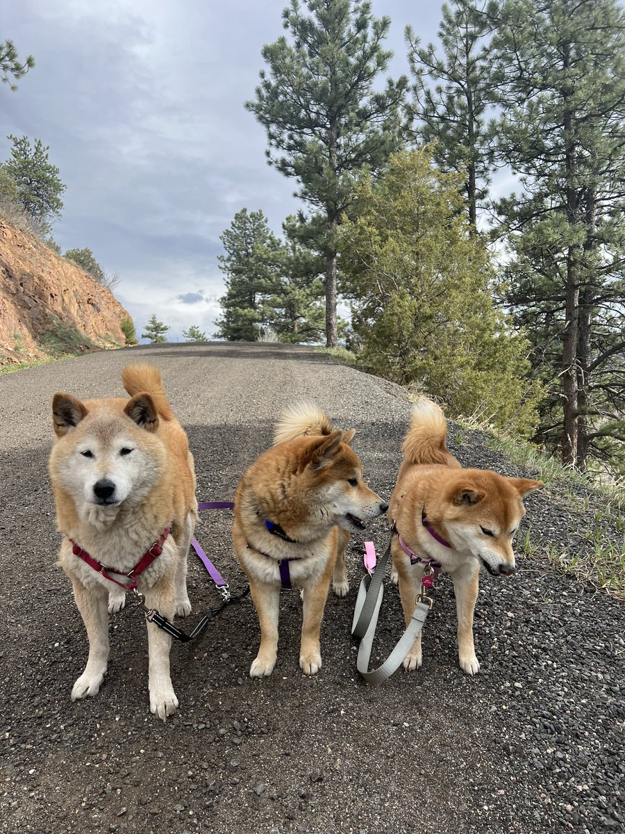 Kimling Lam tweet media