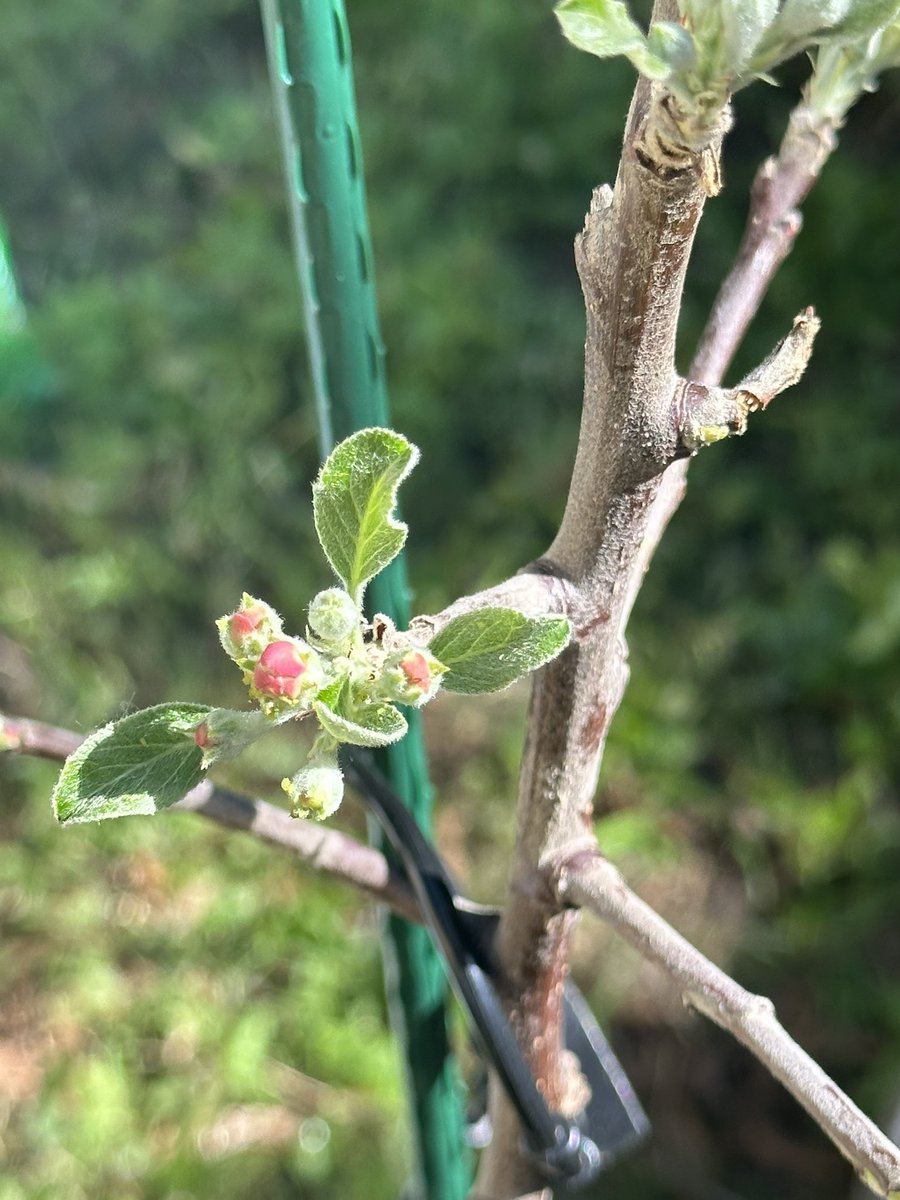 Barnett_PR's tweet photo. Celebrating #ArborDay2023 with three new baby apple trees. #ArborDay https://t.co/kaoBohPRks
