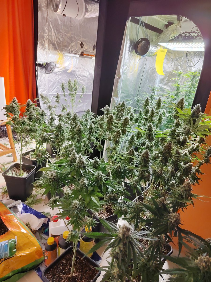 Joanolr's tweet photo. Hoy tocaba la última visita al peluquero 😁✂️
Bien frescas y listas para apretar antes del machetazo definitivo 😉
#autocultivo #criticalmango #blackkush98 #Mmemberville https://t.co/wDfSasCb84
