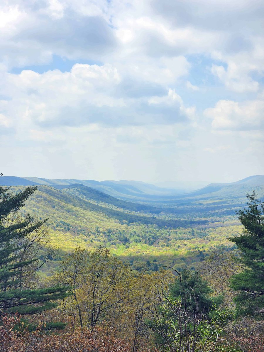 DCNRnews's tweet photo. Lots of spring color popping out of the trees in #BaldEagleStateForest lately! 🌳 📸 #PaStateForests #ForestFriday #GetOutdoorsPa #SpringInPa https://t.co/l2xiaN4Xr7