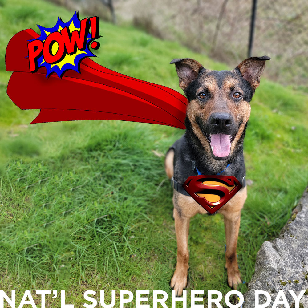 Happy National Superhero Day!
Coco's superpower is an endless stream of energy that keeps him up for any activity any time!
What is your pet's superpower?