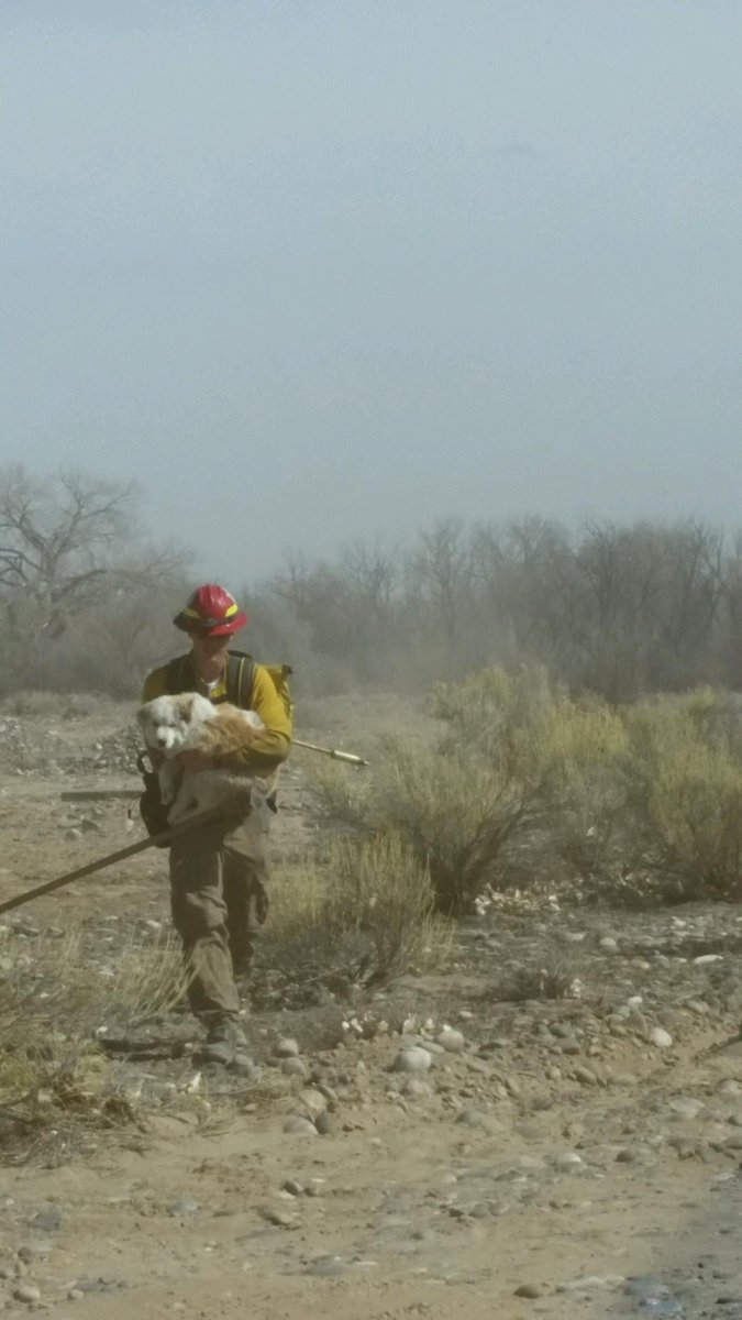 NMForestry's tweet photo. Forestry Division would like to wish everyone a happy and safe weekend. Here is a photo of a wildland firefighter rescuing a dog. #NationalSuperHeroDay https://t.co/46atViD45z