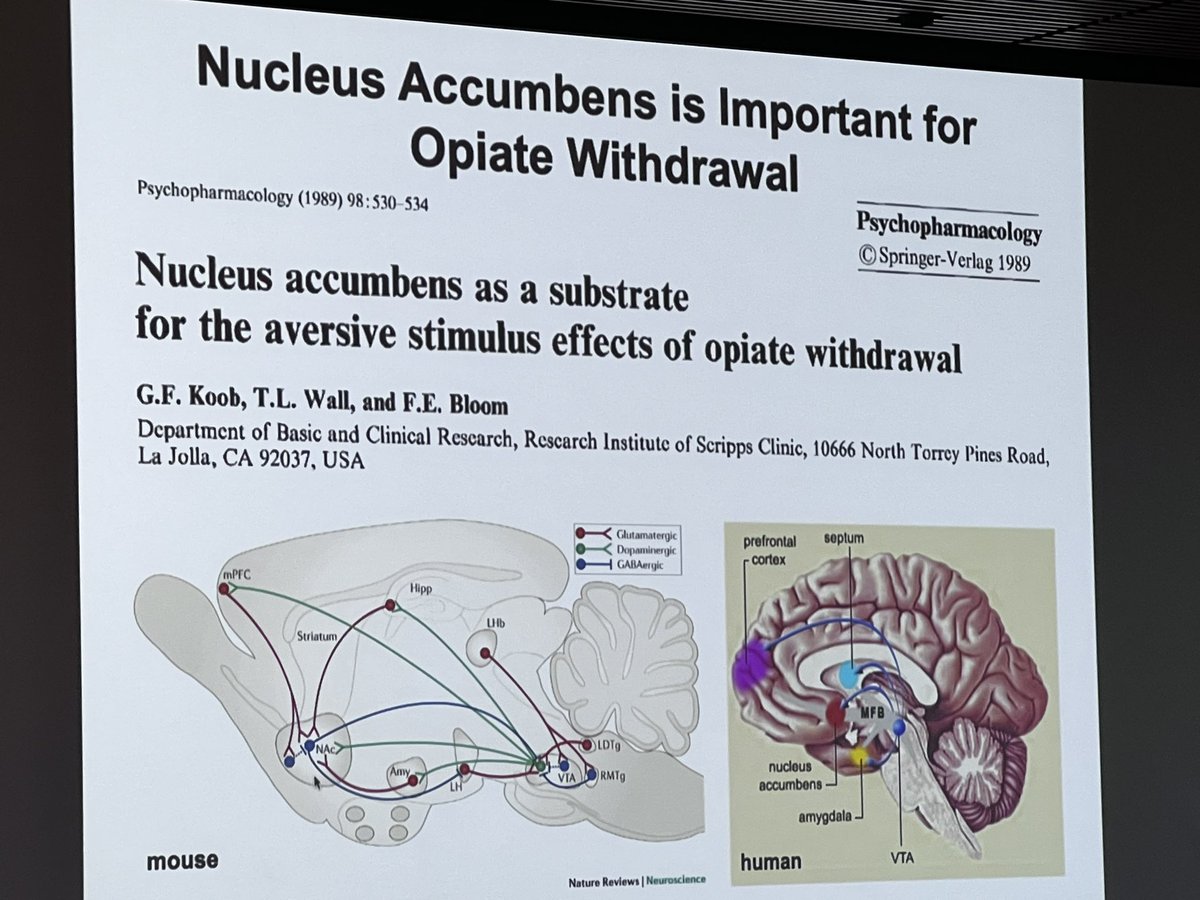 noelvest's tweet photo. Dr. Xaioke Chen dropping knowledge at the @StanfordBrain Addiction Science and @NeuroChoice event today. https://t.co/Lrctz7p5Rt