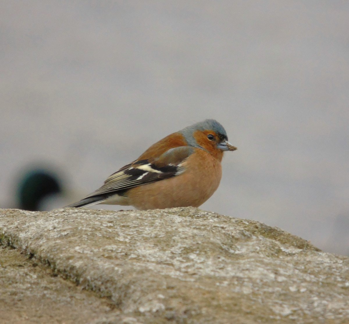 YorksBirder's tweet photo. Lovely Chaffinch spotted at Winscar reservoir #chaffinch #bird #birdphotography #birdwatching #winscar #reservoir #ukbird #ukbirdwatching #wildlife #wildlifesociety #ukwildlife #ukbirding https://t.co/4tTbtLyv5Z