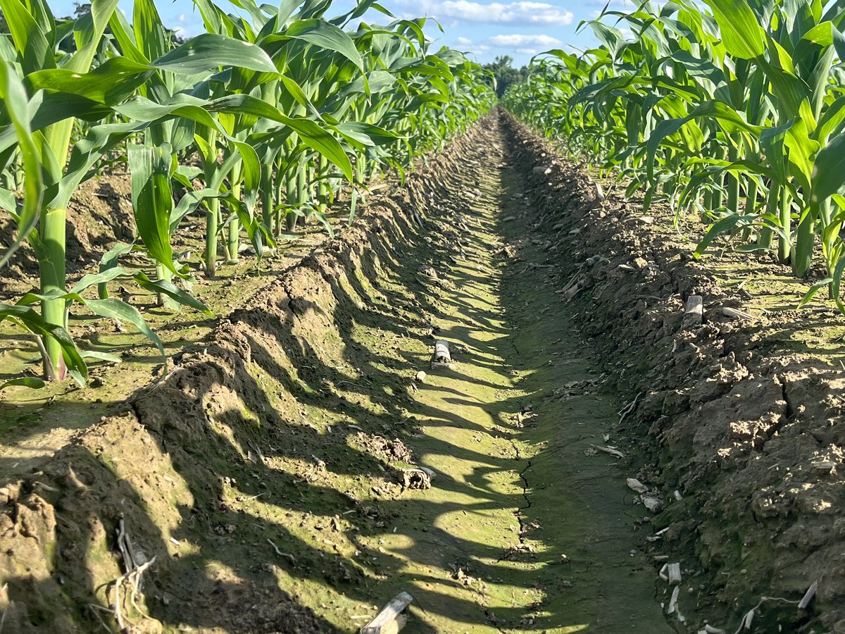 PerkinsFarm's tweet photo. Couple of new ones from AgriGold!!! Was lucky enough to get my hands on a few bags!!! Row to row!!!
AgriGold 643-52 (left) 
AgriGold 647-79 (right)
#beboldgogold #agrigold #deltavariant
#rowtorow https://t.co/2UbGPICOo4